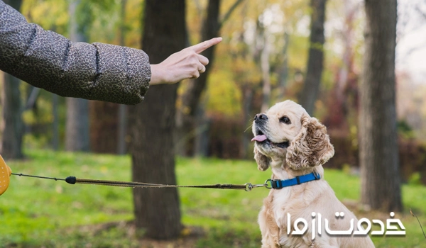 هزینه مربی سگ در تهران